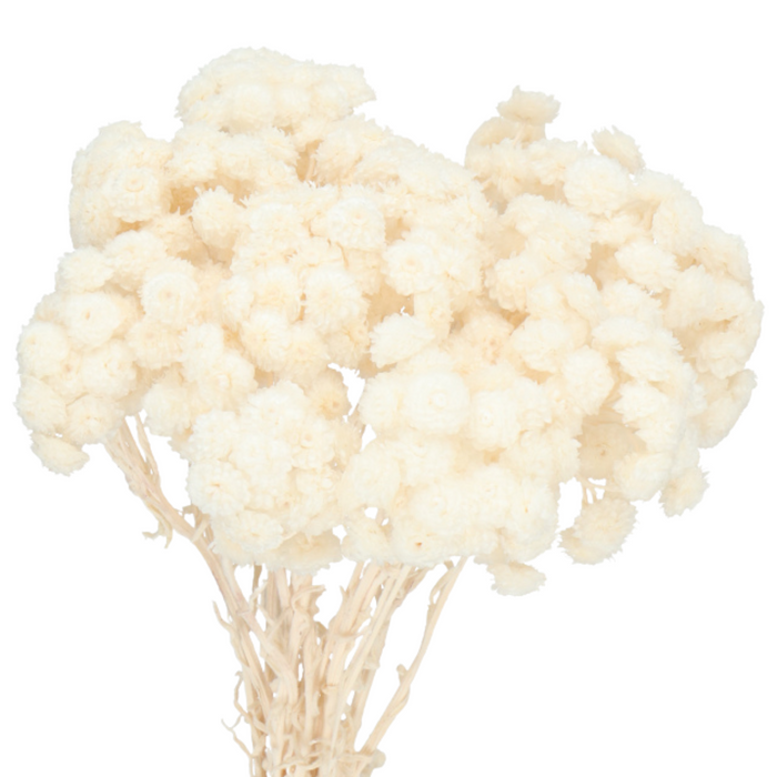 Dried Helichrysum