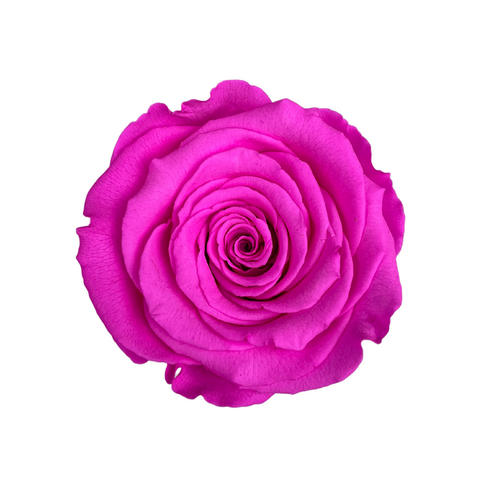 Preserved Rose BRIGHT HOT PINK (PIN 07 LL+)