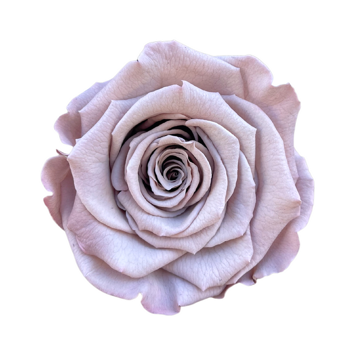 Preserved Rose DUSTY PINK (CHO 89 LL+)
