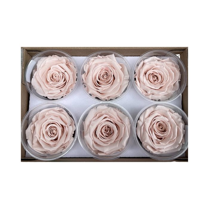 Preserved Rose PALE PINK (PIN 79 LL+)