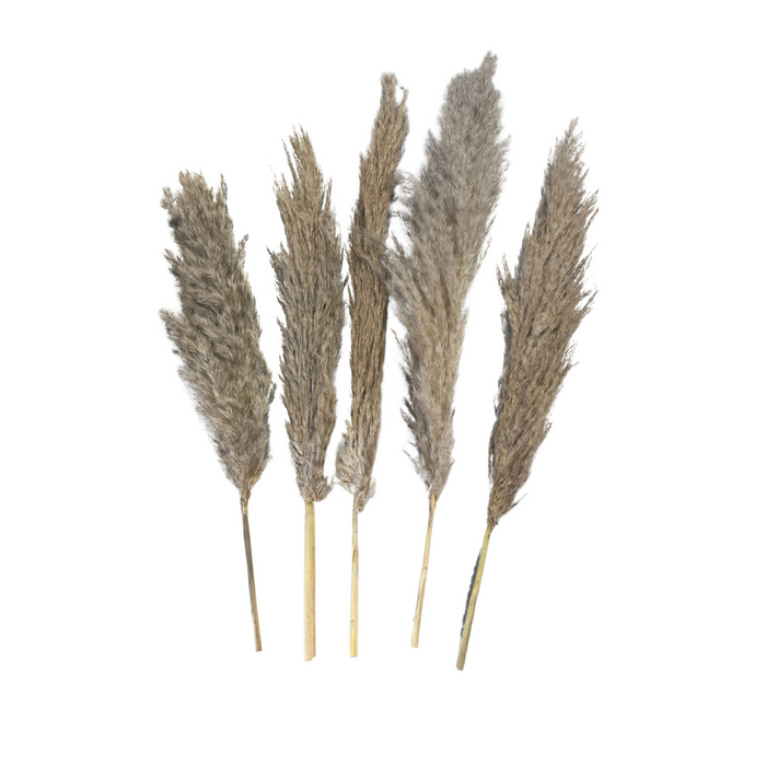 Dried Mini Natural Pampas Grass (40 cm)