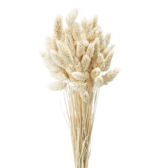 Dried Phalaris Grass (IVORY)