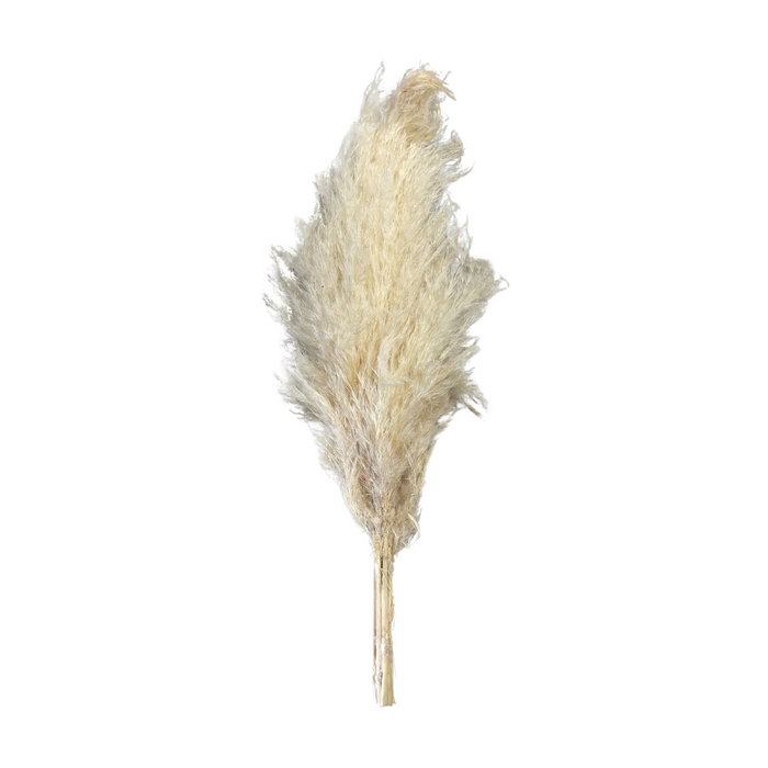 Dried Mini Bleached Pampas Grass (40 cm)
