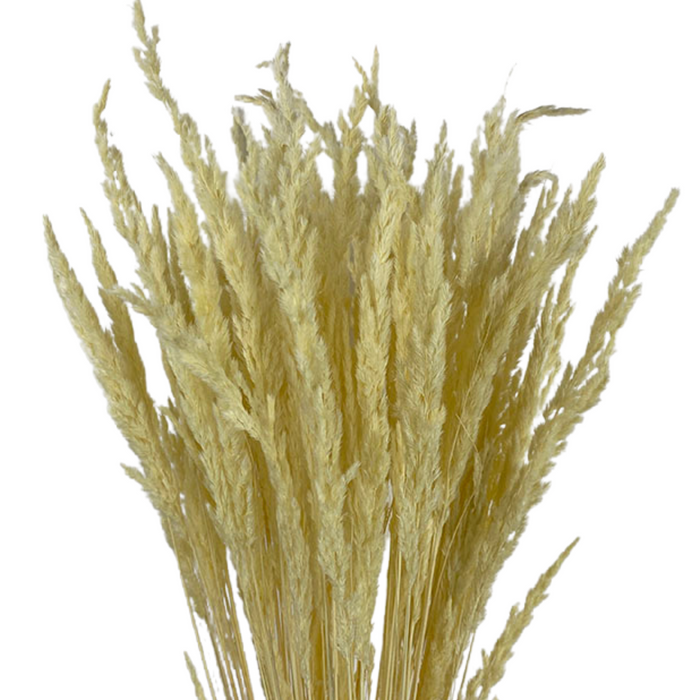 Dried Plumetta Grass