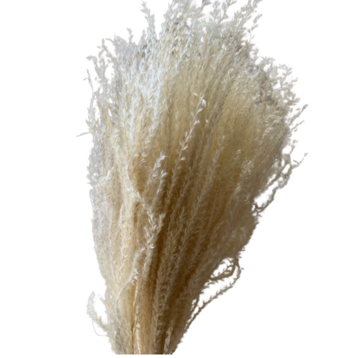 Dried Eulalia Grass - IVORY