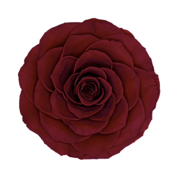 Preserved Rose PURE RED (RED 02 BONITA)