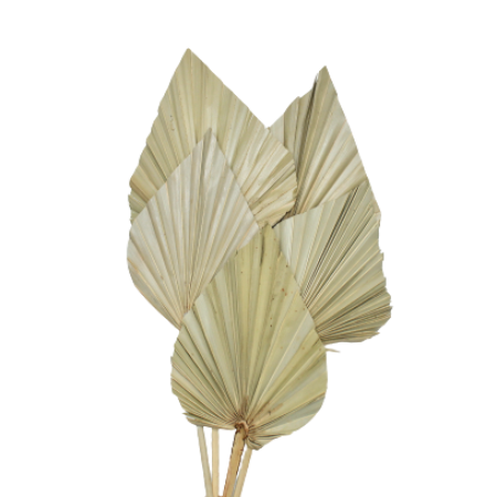 Dried Palm Spear (NATURAL)