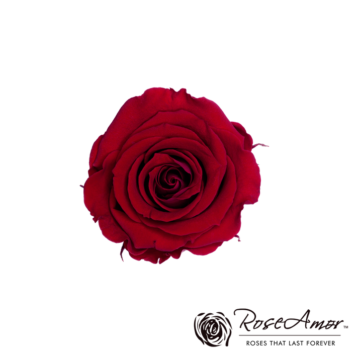 Preserved Rose PURE RED (RED 02 S)