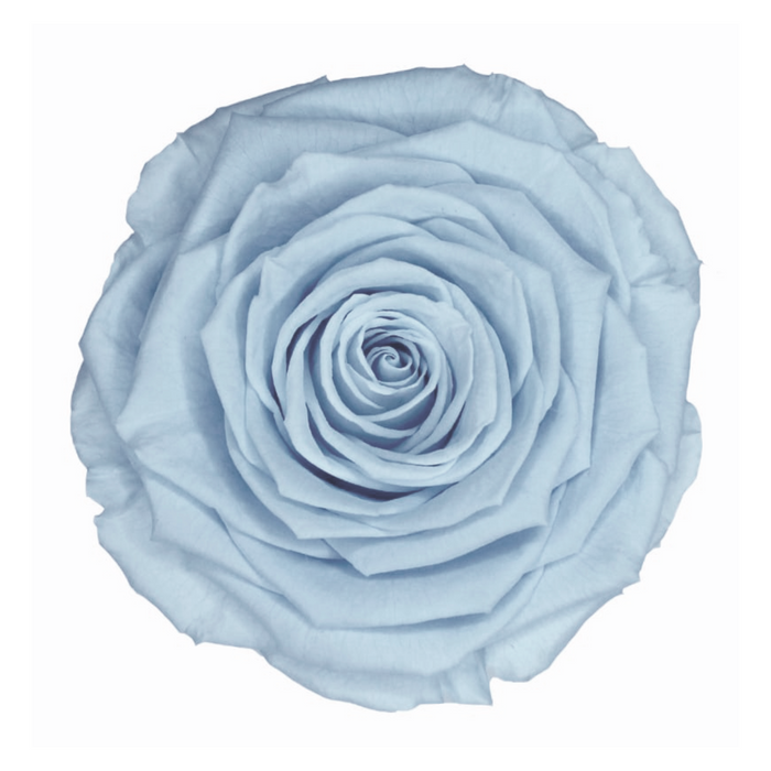 Preserved Rose LIGHT BLUE (BLU 89 LL+)
