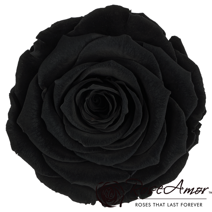 Preserved Rose BLACK (BLA 01 LL+)