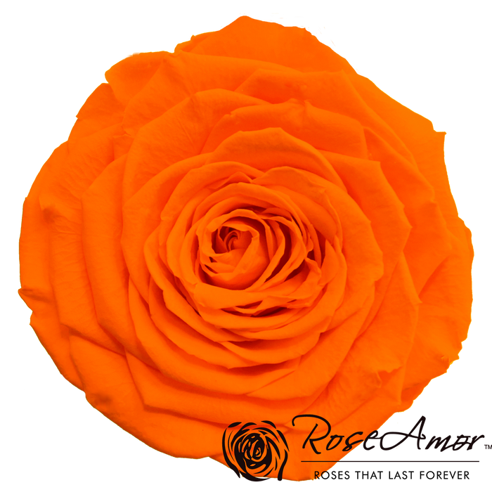 Preserved Rose ORANGE (ORA 02 LL+)