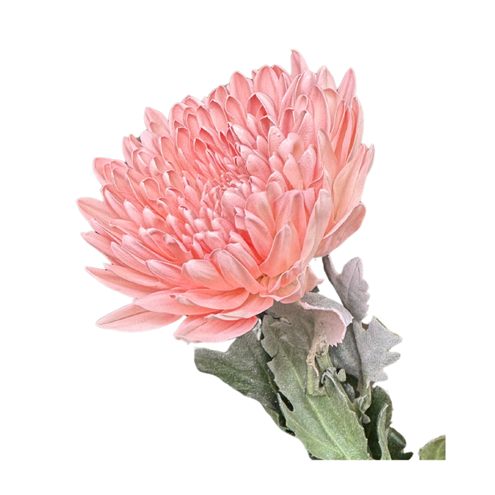 Floral Spray Paint (TRUE PINK) #010