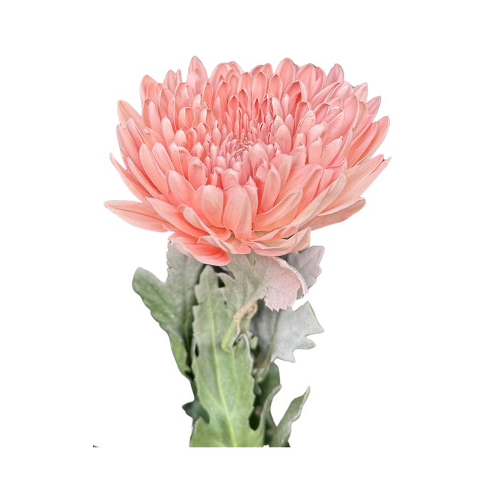 Floral Spray Paint (TRUE PINK) #010