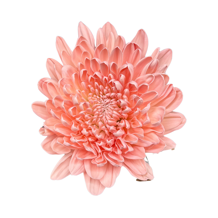 Floral Spray Paint (TRUE PINK) #010