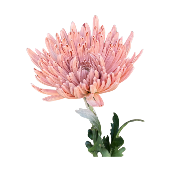 Floral Spray Paint (SOFT PINK) #012