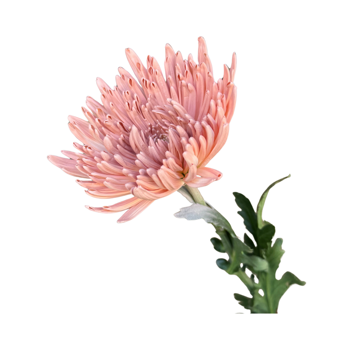 Floral Spray Paint (SOFT PINK) #012