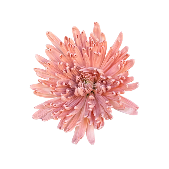 Floral Spray Paint (SOFT PINK) #012