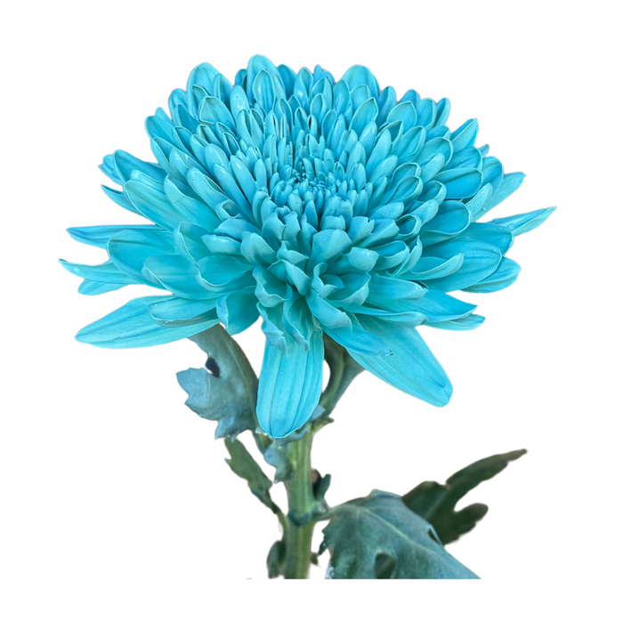 Floral Spray Paint (CERULEAN BLUE) #013