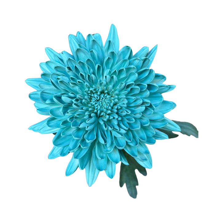 Floral Spray Paint (CERULEAN BLUE) #013