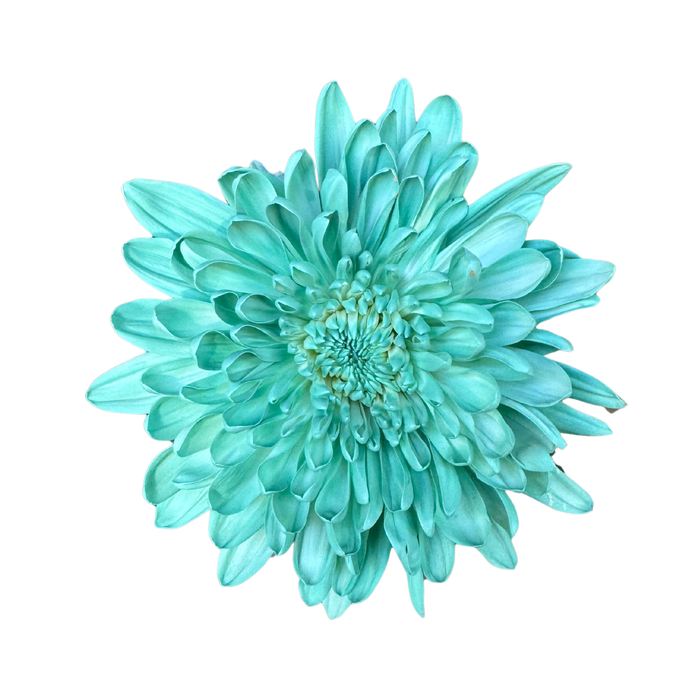 Floral Spray Paint (AQUA) #014