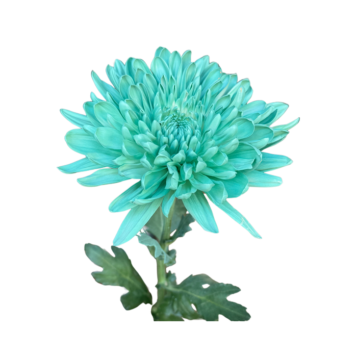 Floral Spray Paint (AQUA) #014