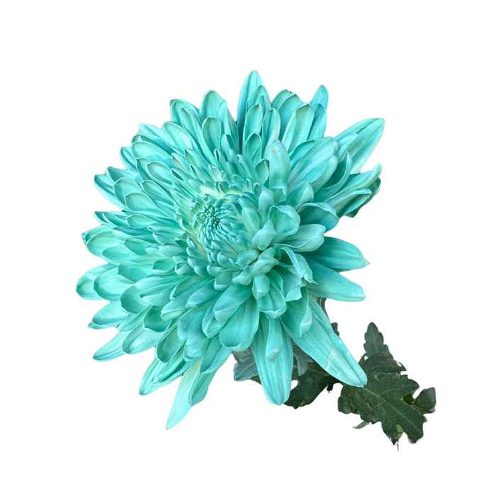 Floral Spray Paint (AQUA) #014