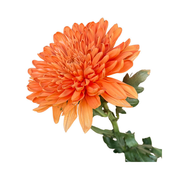 Floral Spray Paint (PUMPKIN) #017