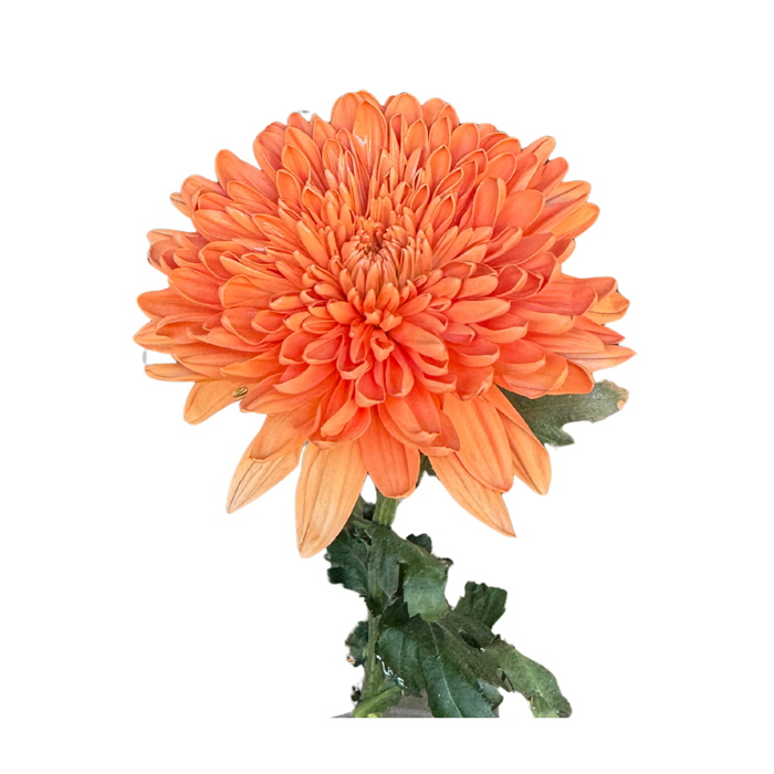 Floral Spray Paint (PUMPKIN) #017