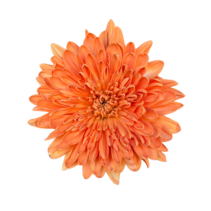 Floral Spray Paint (PUMPKIN) #017