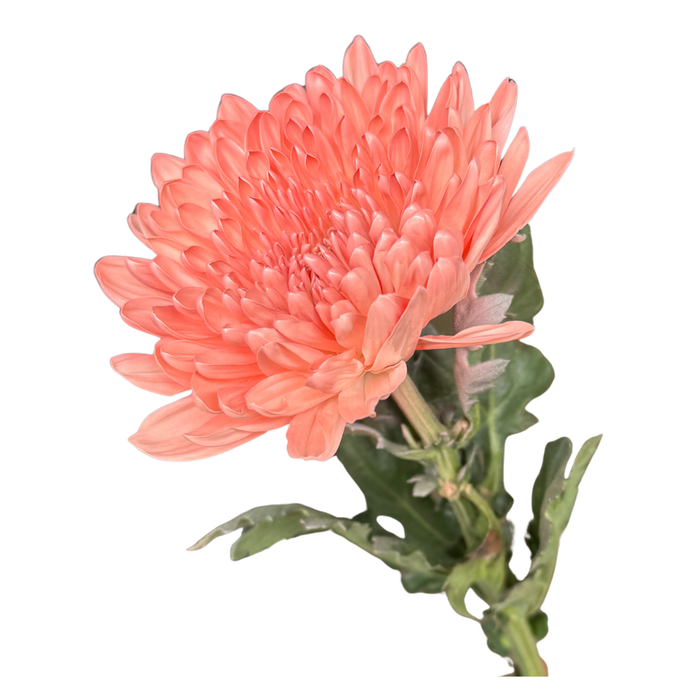 Floral Spray Paint (ROSE) #019