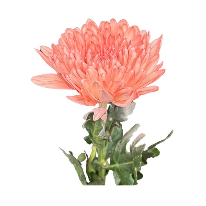 Floral Spray Paint (ROSE) #019