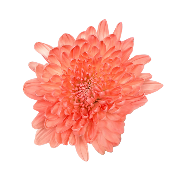 Floral Spray Paint (ROSE) #019