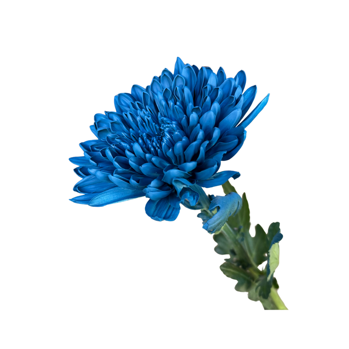 Floral Spray Paint (EASTERN STARBLUE) #027