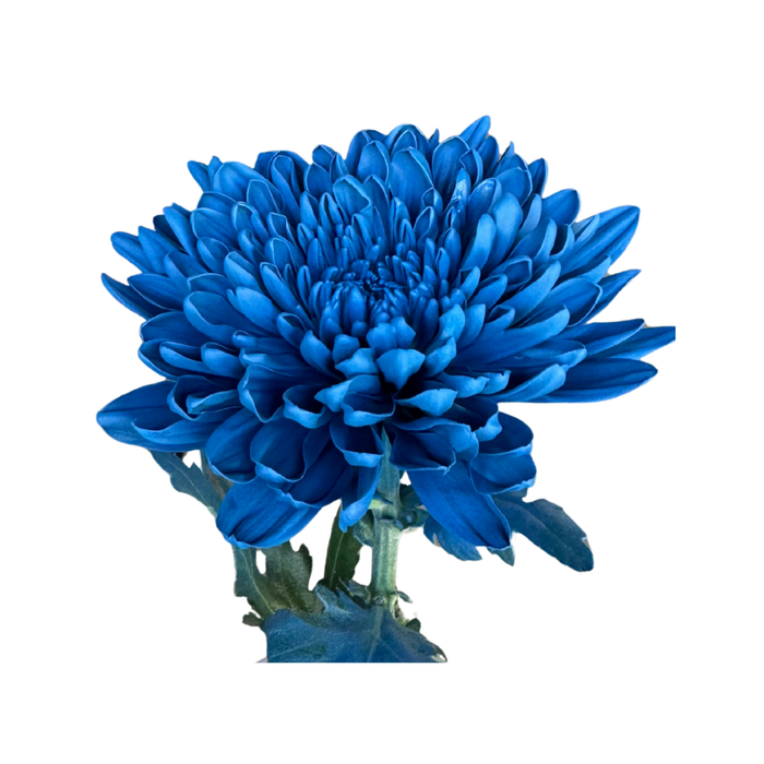 Floral Spray Paint (EASTERN STARBLUE) #027