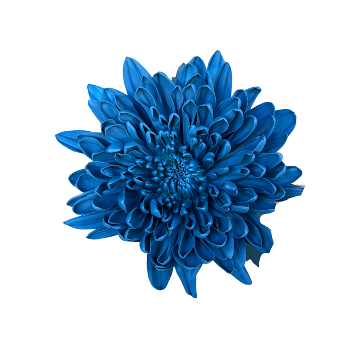 Floral Spray Paint (EASTERN STARBLUE) #027
