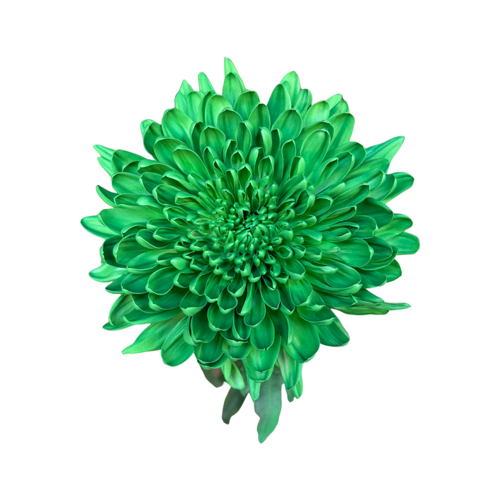 Floral Spray Paint (SIGNAL GREEN) #028