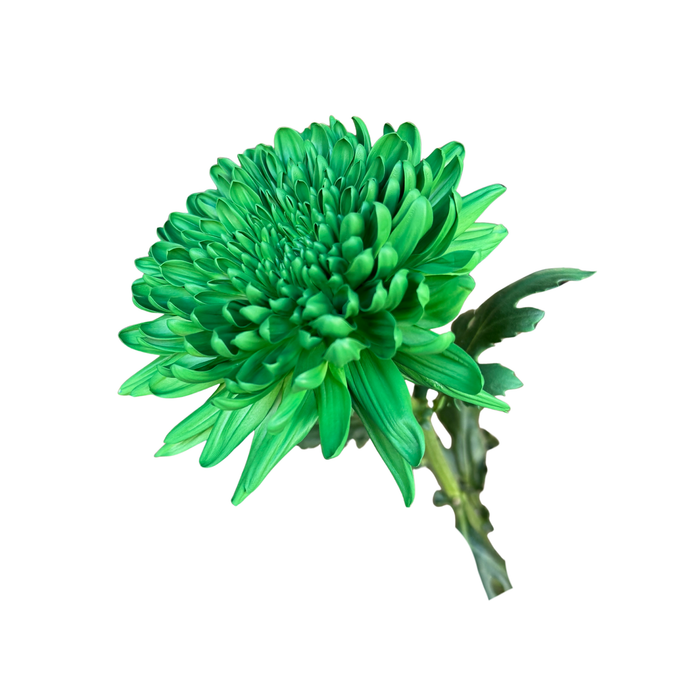 Floral Spray Paint (SIGNAL GREEN) #028