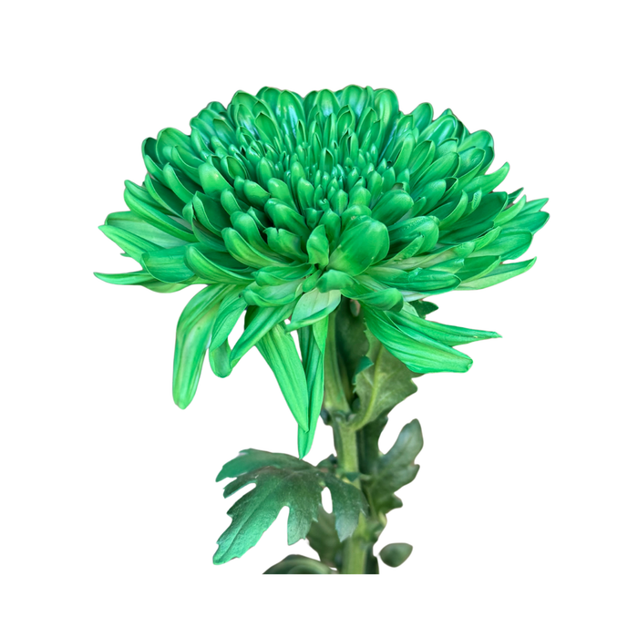 Floral Spray Paint (SIGNAL GREEN) #028