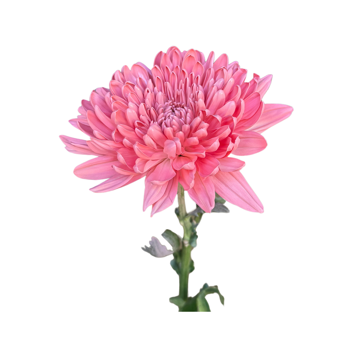 Floral Spray Paint (AZALEA PINK) #029