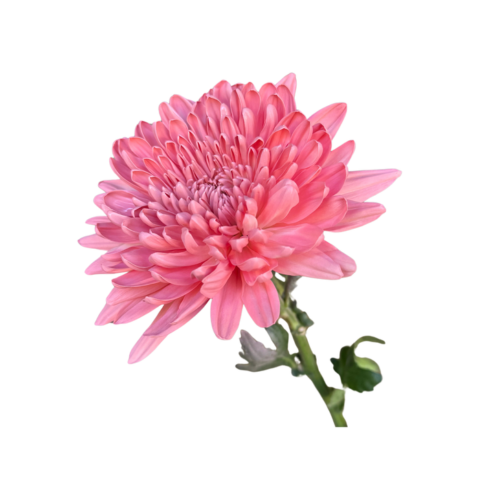 Floral Spray Paint (AZALEA PINK) #029