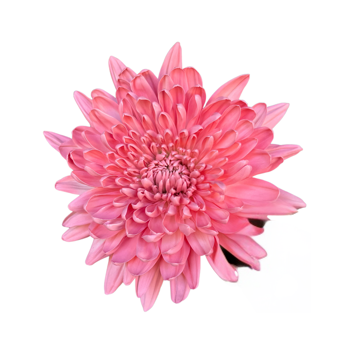 Floral Spray Paint (AZALEA PINK) #029