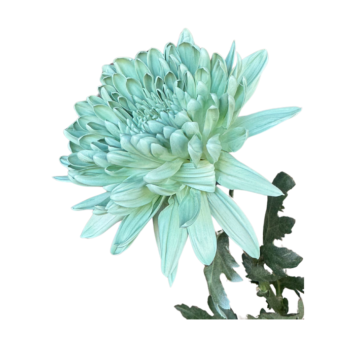 Floral Spray Paint (SPRING GREEN) #046