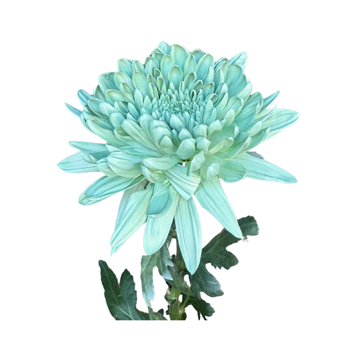 Floral Spray Paint (SPRING GREEN) #046
