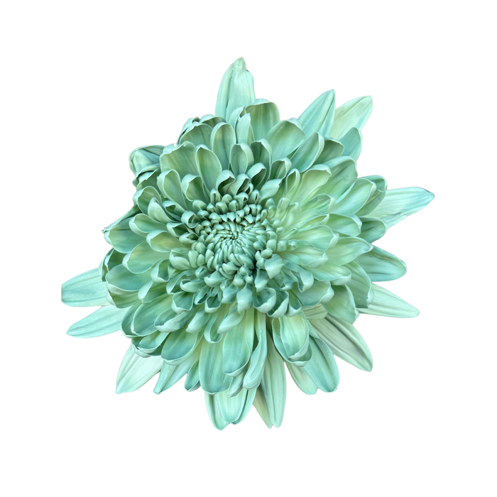 Floral Spray Paint (SPRING GREEN) #046