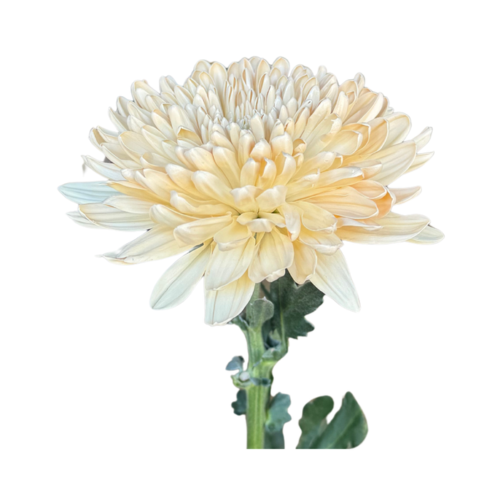 Floral Spray Paint (CHAMPAGNE) #058