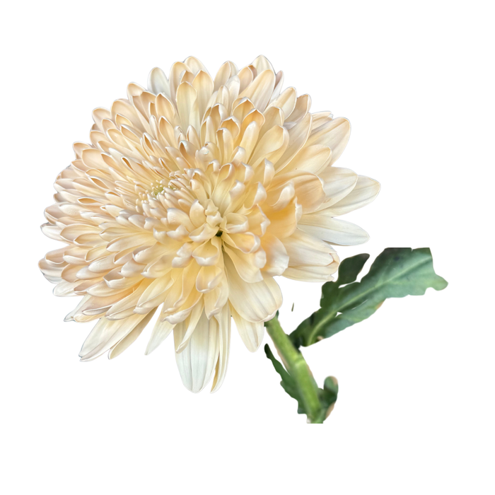 Floral Spray Paint (CHAMPAGNE) #058