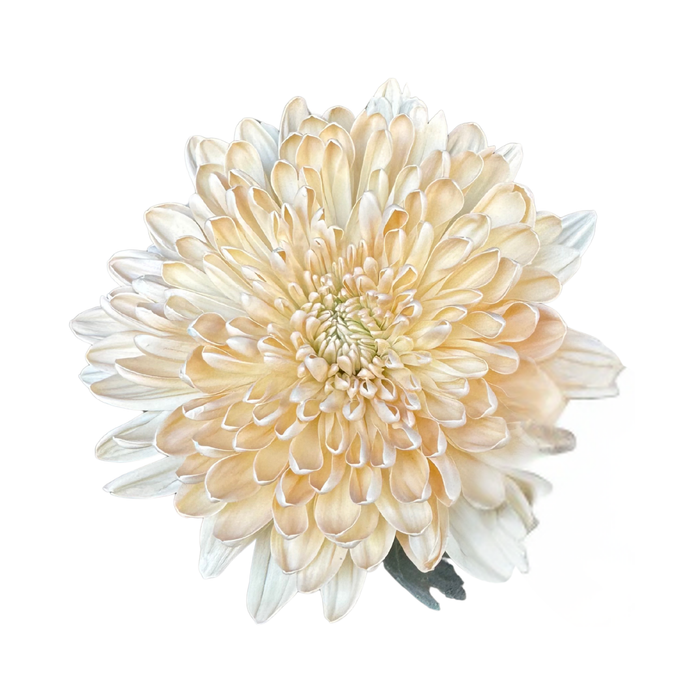 Floral Spray Paint (CHAMPAGNE) #058