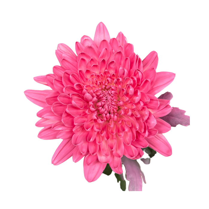 Floral Spray Paint (PALE ORCHID) #008