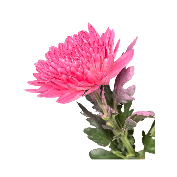 Floral Spray Paint (PALE ORCHID) #008