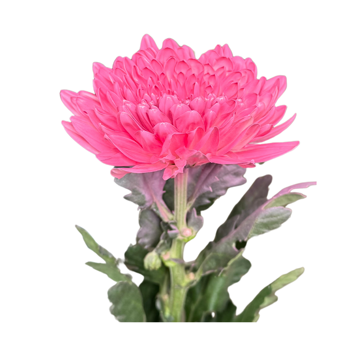 Floral Spray Paint (PALE ORCHID) #008